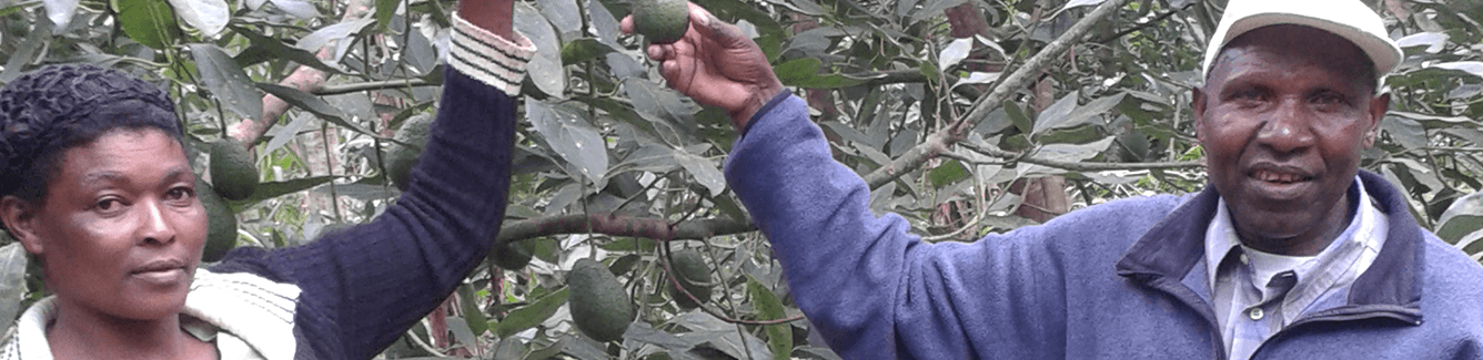 Improving business competitiveness through smallholder farmers in East Africa