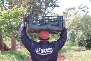 Africado Carrying of Avocados