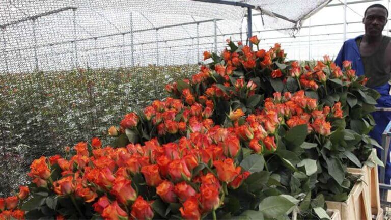 A ‘blossoming partnership’: digital corridor drives Kenyan flower exports to UK