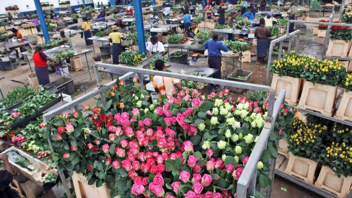 Les affaires fleurissent en Afrique de l’Est – Le Royaume-Uni suspend les droits de douane sur les exportations de fleurs