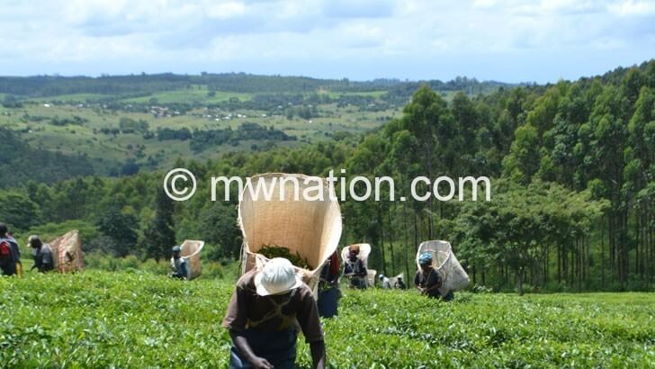 Tea industry moves to boost output