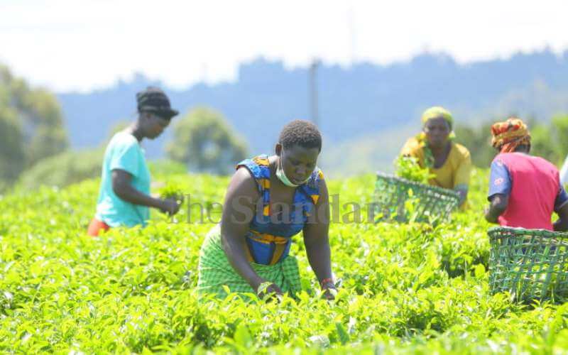 Automated tea auction will boost earnings, ensure transparency