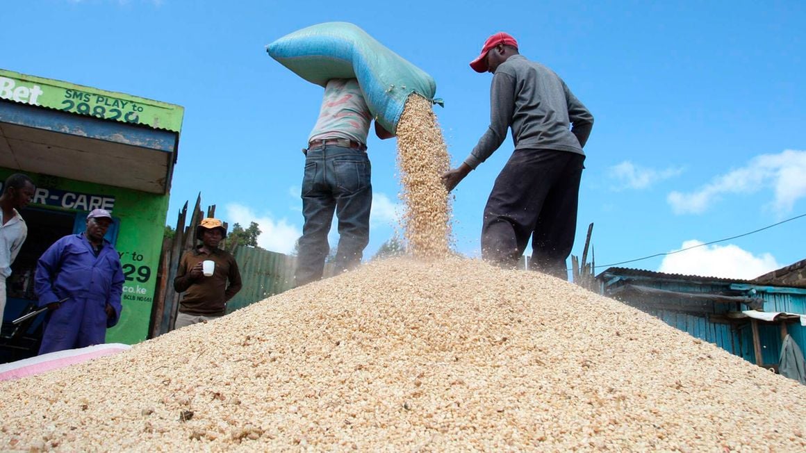 Kenya loses 42pc of Tanzania maize imports, seeks alternative sources