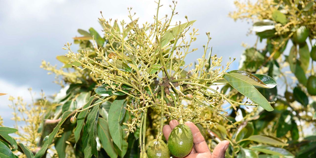 Avocado farmers on path to recovery after heavy rains leave trail of destruction