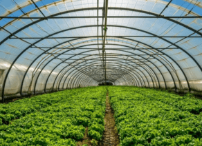 Horticultural exporters find $2.8m niche in UK