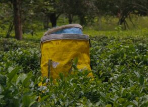 Kenyan Tea Farmer Eye Beyond Borders With Free Trade Agreements