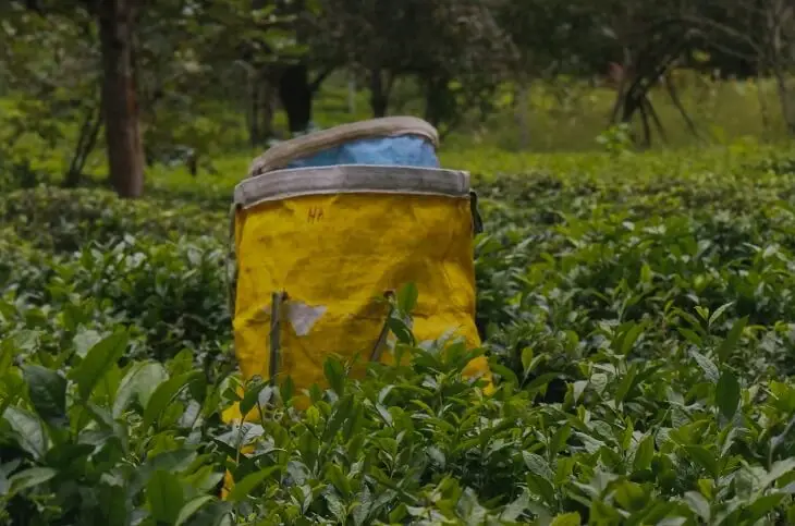 Tea-Farming-feat