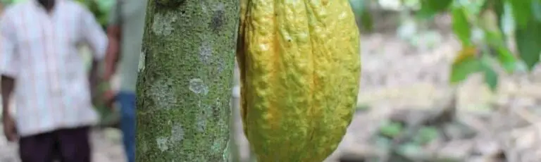 Cocoa-Wet-Seeds-1086x325-1