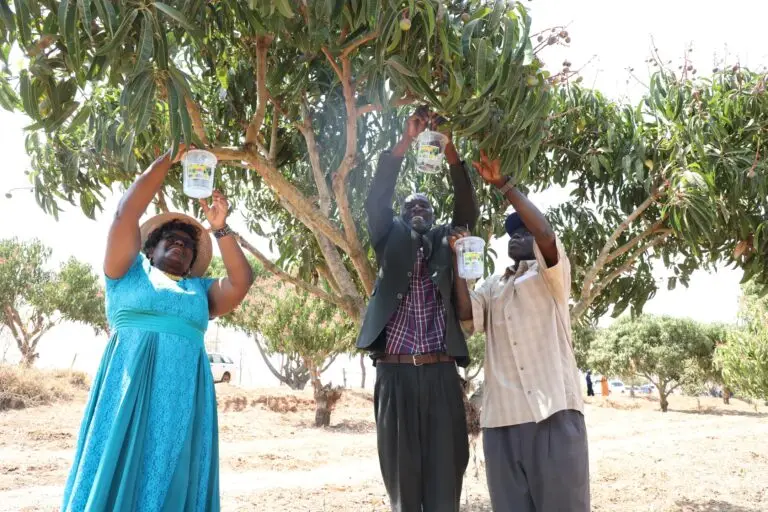 Fruit Fly Menace Targeted in Push to Open EU Market for Makueni Mangoes