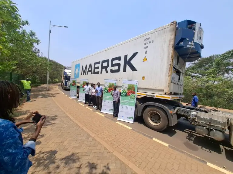 Rwanda’s SOUK Farms marks milestone with inaugural 24-tonne avocado shipment to the EU