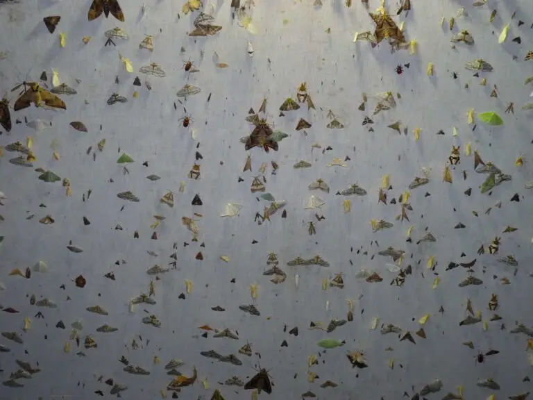 moths-on-a-screen