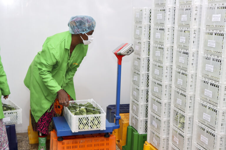 30 Bitter Gourd Shipment TZ