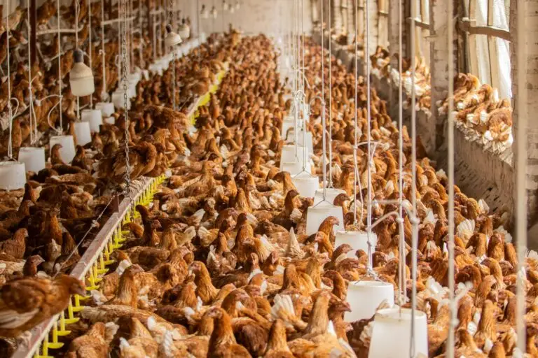 Equipping Rwanda’s youth with skills and standards to unlock jobs and markets