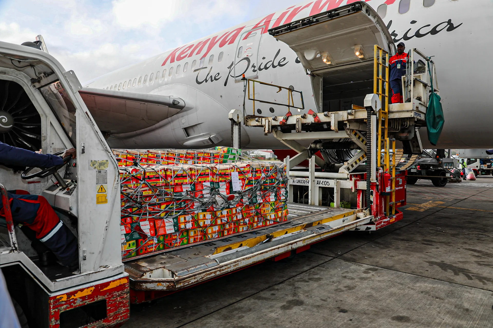 Mango cargo ready for export