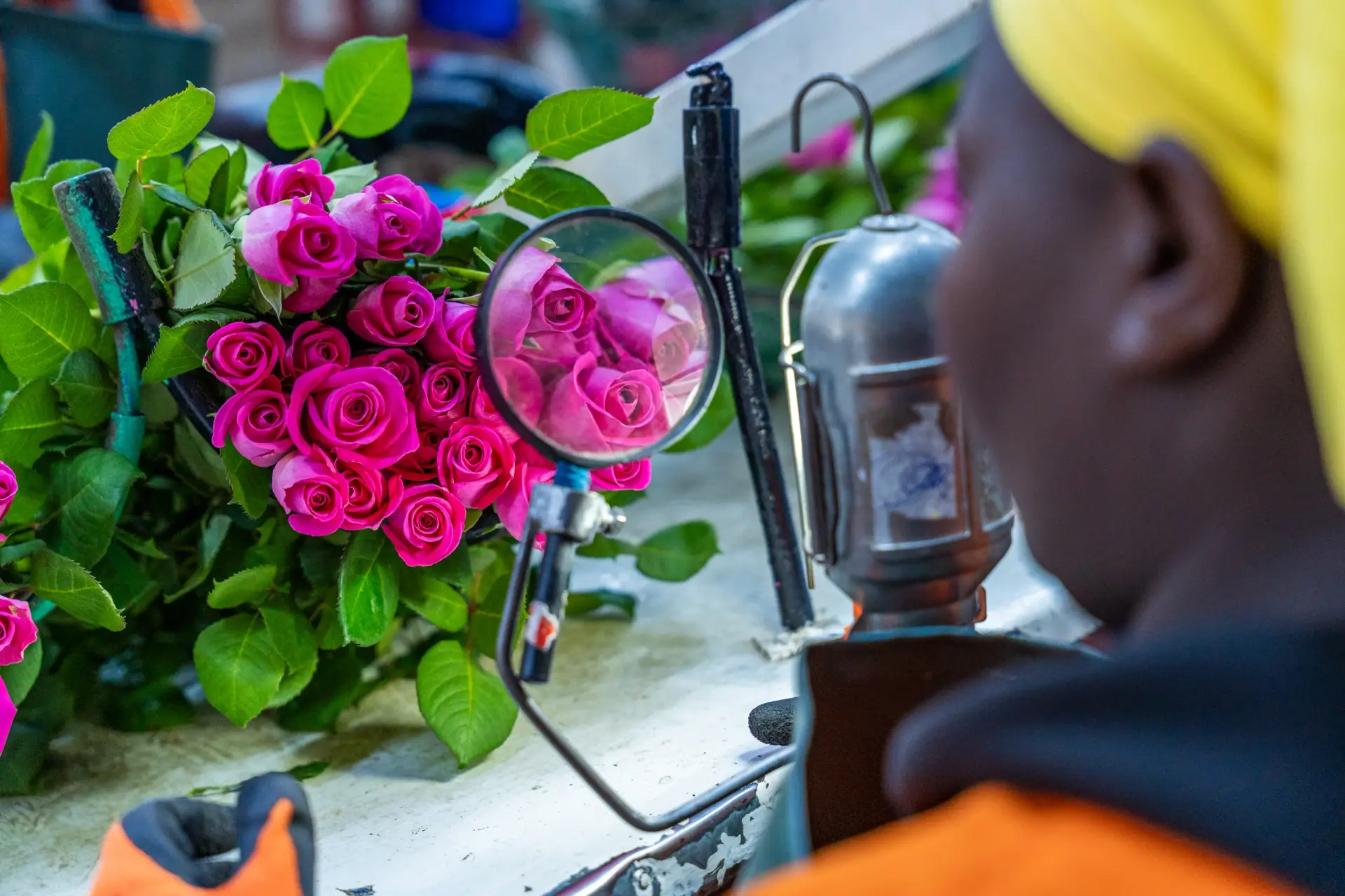 Rose inspection